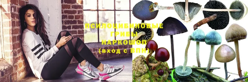 Галлюциногенные грибы Magic Shrooms  Ефремов 